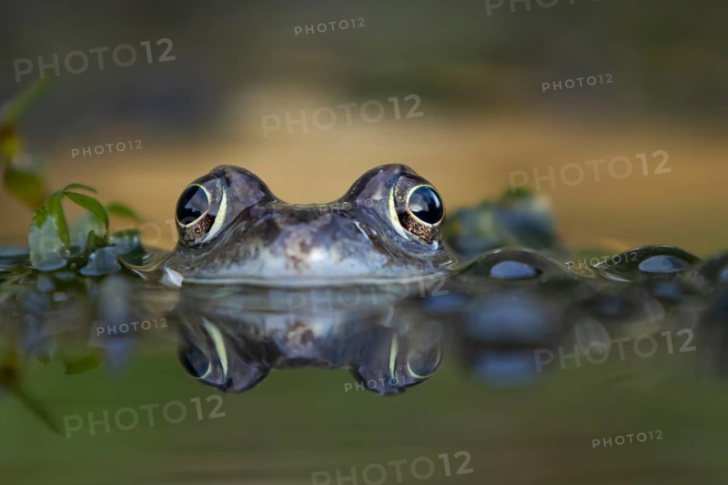 Common frog (Rana temporaria) adult amphibian on the water surface of a garden pond, England, United Kingdom