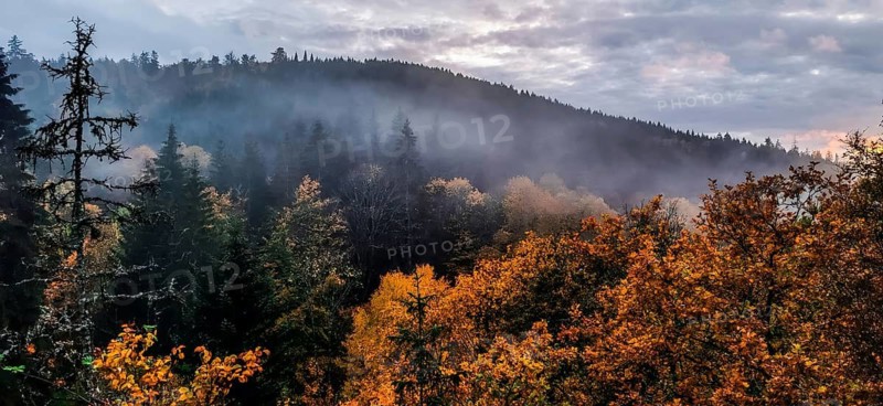 Autumn forest in fog in front of a mountain in cloudy sky, trees with yellow leaves in the foreground, Frankenwald nature park Park, Upper Franconia