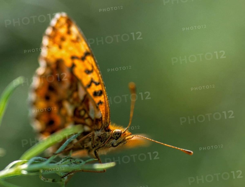 Boloria dia, clossiana dia, grove violet pearl butterfly, lean grass pearl butterfly, weaver's fritillary, butterfly, insects, butterfly, butterflies, butterflies