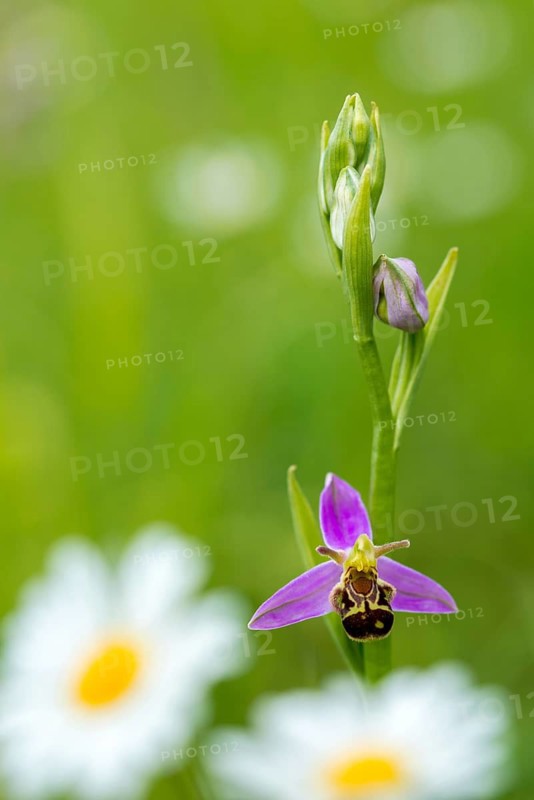 Bee ragwort, ophrys apifera, orchidaceae, orchids, orchid, bee orchid, flora, high size, vertical format, plants, plants
