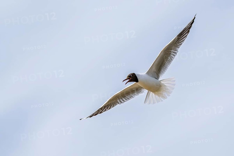 Black-headed Gull, Chroicocephalus ridibundus, bird in flight, England, United Kingdom
