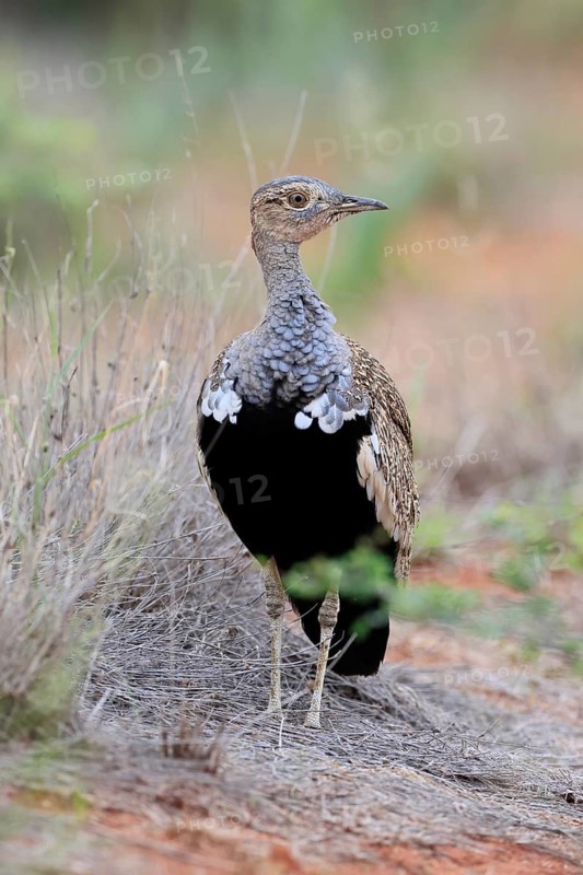 Red-crested Bustard (Lophotis ruficrista), adult, foraging, vigilant, Mokala National Park, South Africa