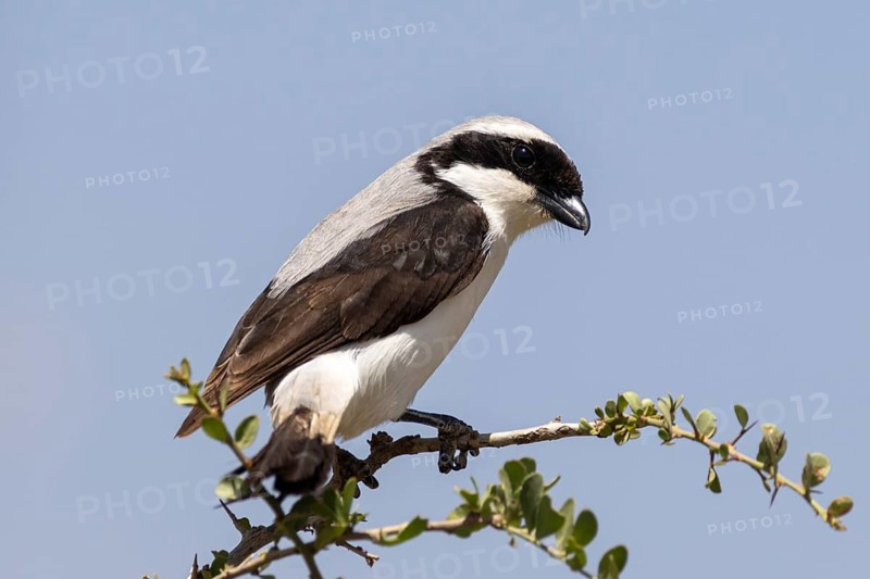 Grey-backed fiscal (Lanius excubitoroides) perched on the branches of a tree against a blue sky in Lake Nakuru National Park, Great Rift Valley, Kenya
