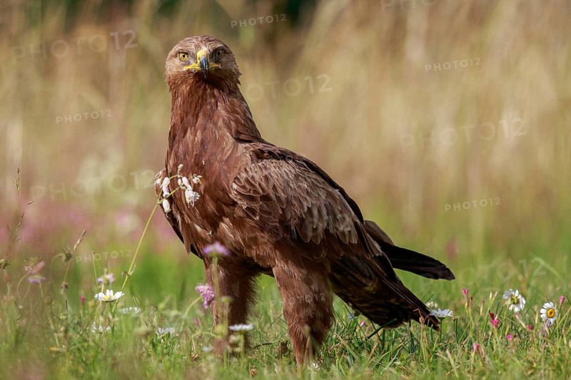 Lesser Spotted Eagle (Clanga pomarina), on grassland Poland