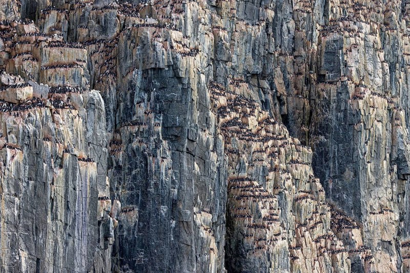 Breeding colony of thick-billed murres, Brünnich's guillemots (Uria lomvia) nesting in sea cliff Alkefjellet, Hinlopen Strait, Svalbard, Spitsbergen