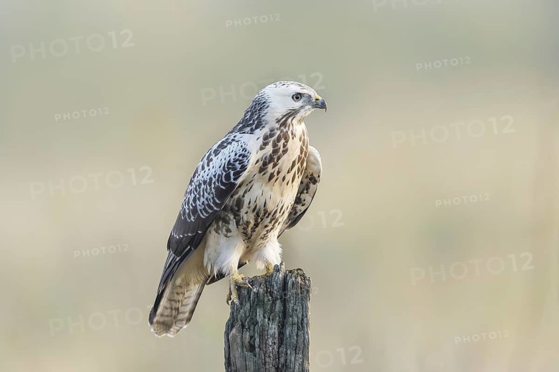 Common buzzard (Buteo buteo) perched on a post, light-coloured morph, wildlife, nature photography, birds, bird of prey, Ochsenmoor, Lake Dümmer, Lower Saxony, Germany