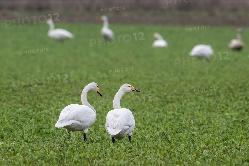 Whooper swans (Cygnus cygnus), Emsland, Lower Saxony, Germany
