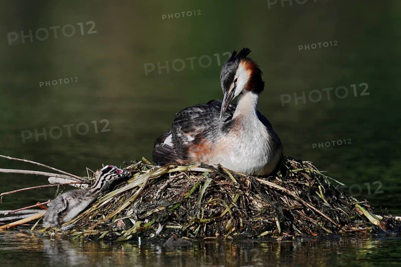 A great crested grebe (Podiceps cristatus) sits on its nest with its chick whilst incubating the eggs, North Rhine-Westphalia, Germany