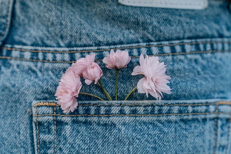Pink flowers (Prunus serrulata) Kanzan in the pocket of blue jeans, close-up, Pink flowers tucked in the pocket of blue denim jeans, creating a casual and soft contrast