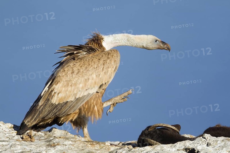Griffon Vulture (Gyps fulvus), Mallorca, Spain