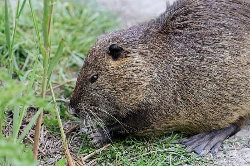 Nutria (Myocastor coypus), grazing by the side of the path, Camargue, southern France, France
