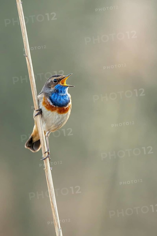 Courting bluethroat Luscinia svecica cyanecula) on his singwarte, Dümmer, Lembruch, Lower Saxony, Germany