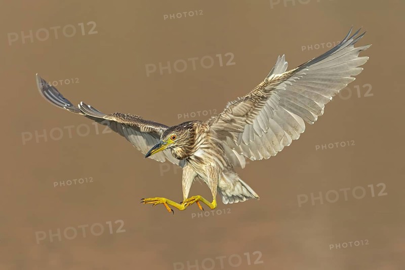 Nachtreiher, Black-crowned Night Heron, Night Heron, Black-crowned Night-Heron, Nycticorax nycticorax, Bihoreau gris, Héron bihoreau, Martinete Común
