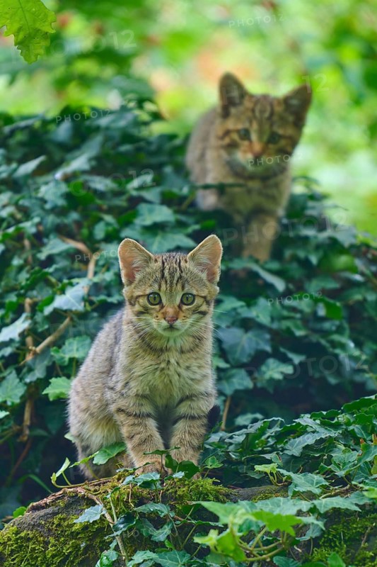 Two kittens are hiding in the ivy of a dense forest, young European wildcat (Felis silvestris), Hesse, Germany