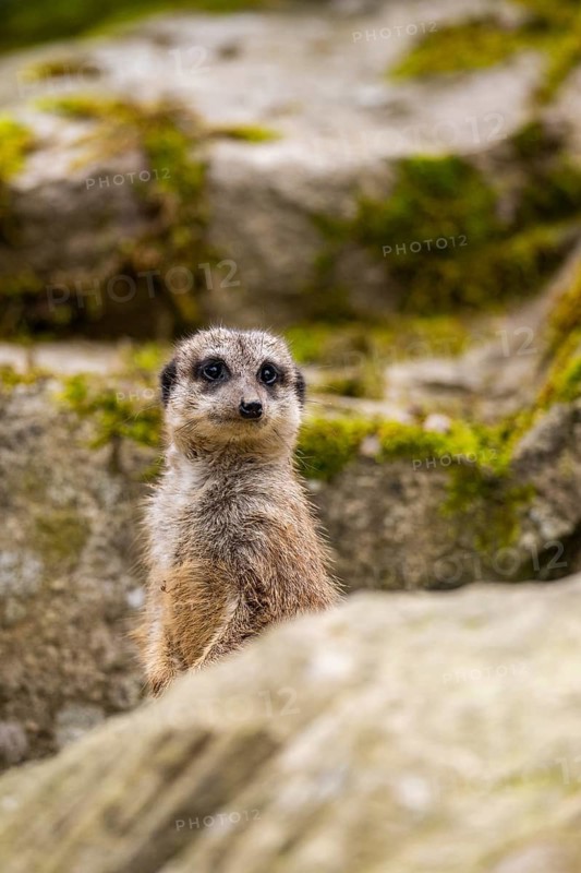 Meerkat (Suricata suricatta) standing sweet and curious on a rock, captive, occurrence Africa