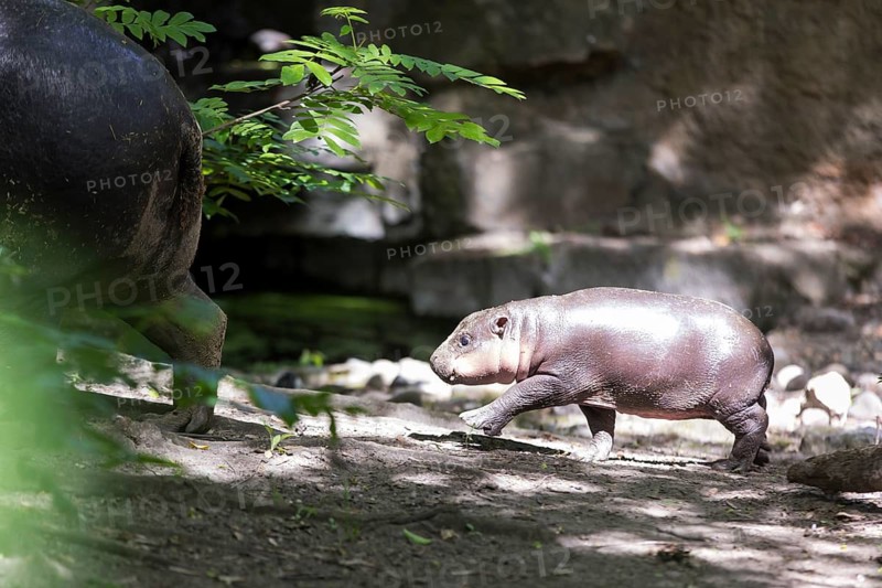 The hippo young Brštchen is presented to the public for the first time. Born on May 9 and currently weighing around 20 kg, the hippopotamus was baptized with the name Brštchen shortly in front of at Berlin Zoo, Berlin, 10.06.2026
