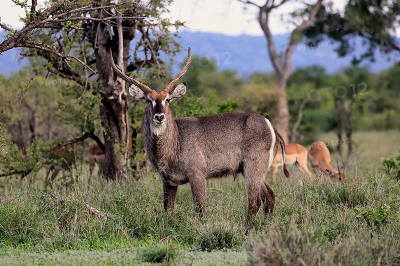 Elliptical waterbuck (Kobus ellipsiprymnus), adult, male, standing, alert, Kruger National Park, South Africa