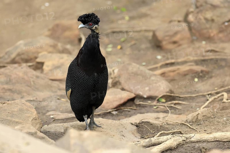 Ruffed Guinea Fowl (Guttera pucherani), adult, on the ground, alert, foraging, Kruger, Kruger National Park, South Africa
