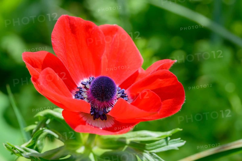 Common poppy, (Papaver rhoeas), Vancouver, British Columbia, Canada