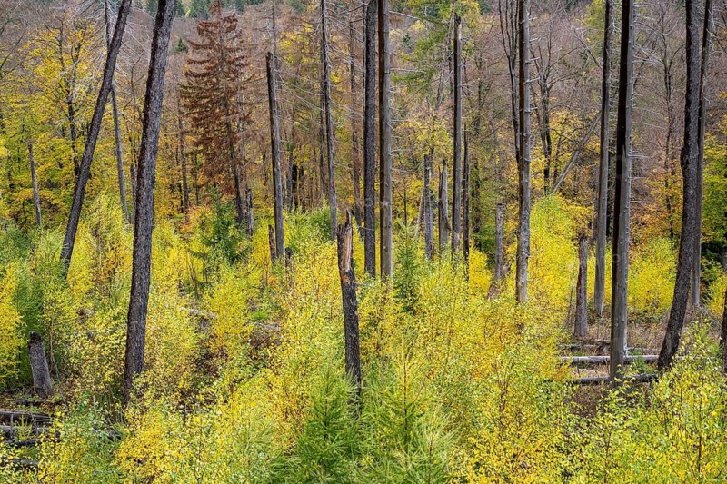 Autumn forest in the Ilsetal in the Harz Mountains, Ilsenburg, Saxony-Anhalt, Germany