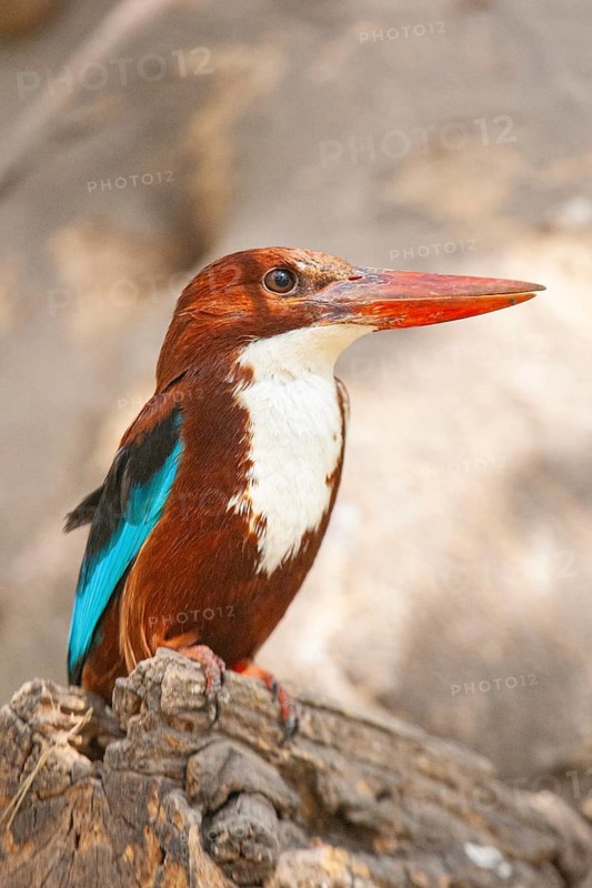 Brown-headed Oriole (Halcyon smyrnensis) India