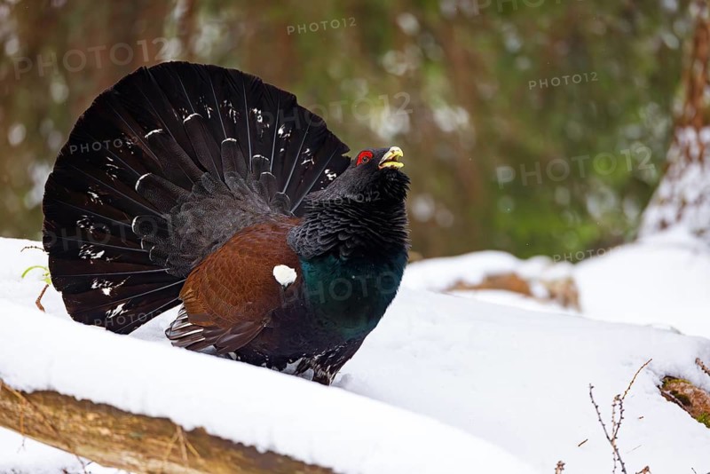 Capercaillie, Western Capercaillie, Tetrao urogallus) in the Wintrer, Capercaillie, Luce, Mountain area, Luce, Styria, Slovenia