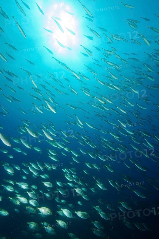 Underwater photograph: backlit shot of a school of striped seabream (Sarpa salpa) . The striped seabream are swimming beneath the sun through the blue waters of the Mediterranean Sea
