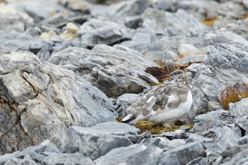 Rock Ptarmigan (Lagopus muta), Grisons, Switzerland