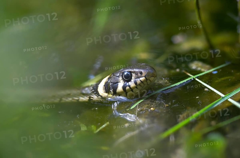 Grass snake, Natrix Natrix, grass snake, in water, reptilia, reptiles, ringed snake, snakes, snakes, water, water snake