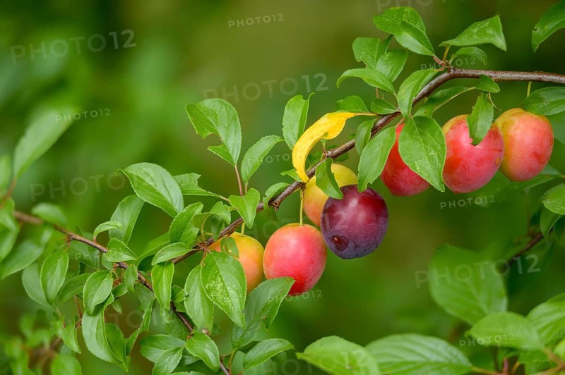 Yellow plum, mirabelle, Prunus domestica subsp. syriaca, rosaceae, rose family, flora, plants