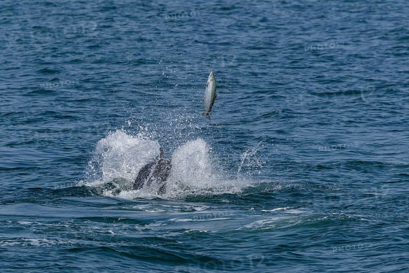 An Atlantic salmon (Salmo salar) attempts to escape a bottlenose dolphin (Tursiops truncatus) by leaping out of the water, dolphin, toothed whales, hunting, prey, successful hunt, fleeing, chasing, action, dynamism, leap, June, North Sea, Denmark
