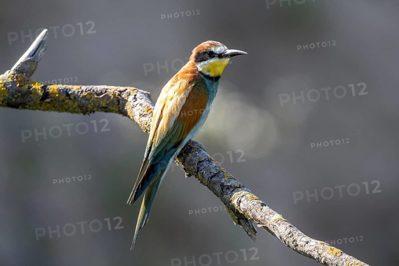Bee-eater (Merops apiaster), Rhineland-Palatinate, Germany