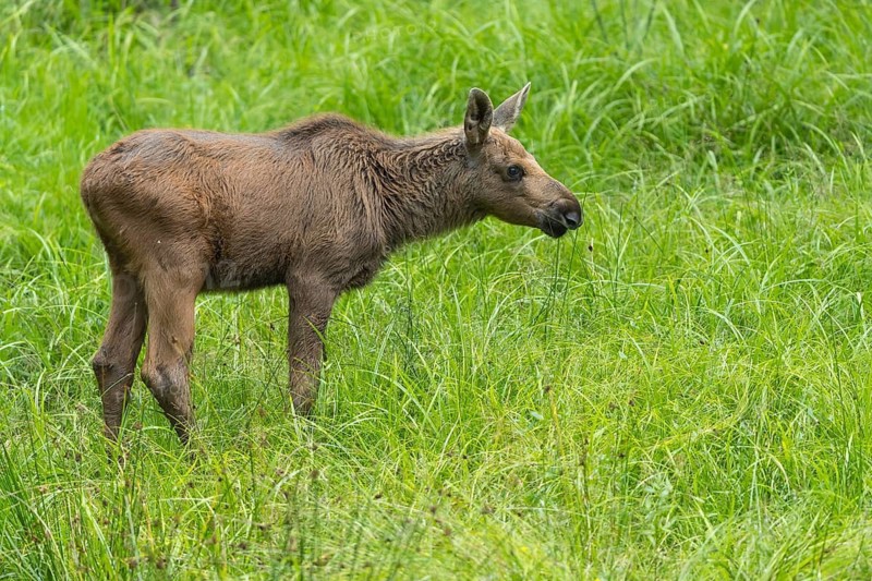 Moose (Alces alces) calf standing on a wet meadow. Green grass around