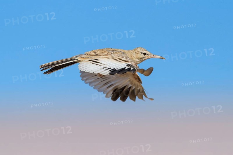Greater Hoopoe-Lark (Alaemon alaudipes) juvenile flying, Eilat, Israel