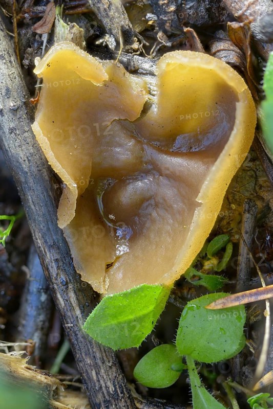Spread cup, beaker, peziza repanda, pseudopeziza repanda, fungi, fungus, high size, vertical format, mushrooms