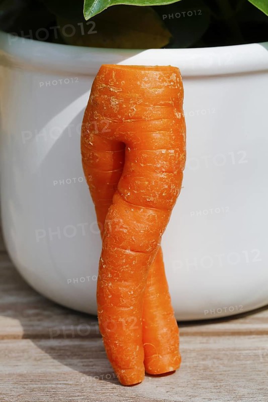 Carrot (Daucus carota subsp. sativus), funny carrot in the shape of trousers, carrot trousers, carrot turnip, yellow turnip, yellow turnip, carrot root, root is leaning against a white pot, vegetable, humour, Germany