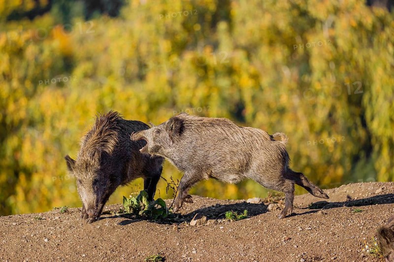 Two wild boars or wild pigs (Sus scrofa) fight in a clearing on hilly terrain. In the background you can see a forest in the fall foliage