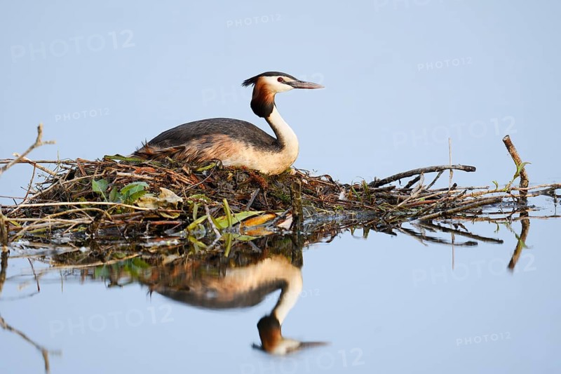 Great Crested Grebe (Podiceps scalloped ribbonfish) sitting on the nest, with mirror image, North Rhine-Westphalia, Germany