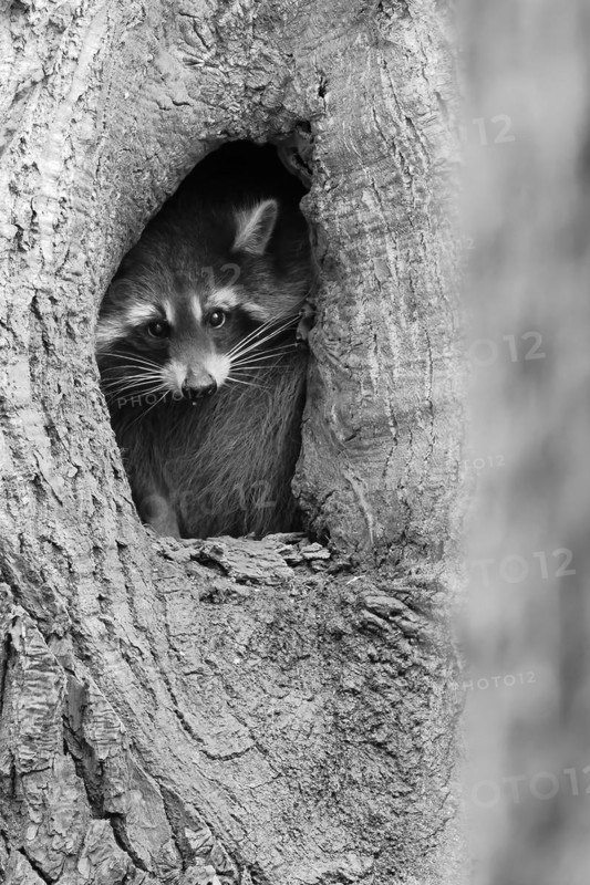 Curious raccoon (Procyon lotor) looks out of a tree hollow in a monochrome image, Hesse, Germany