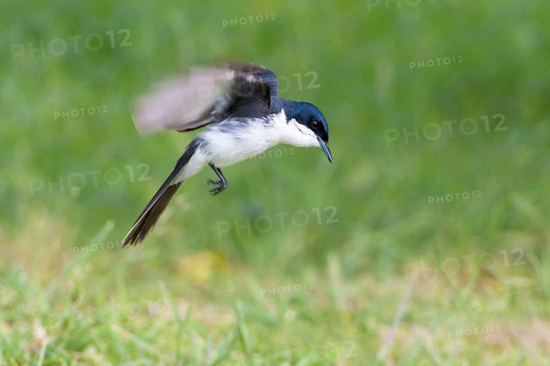 Restless Flycatcher (Myiagra inquieta) hovering, Victoria, Australia