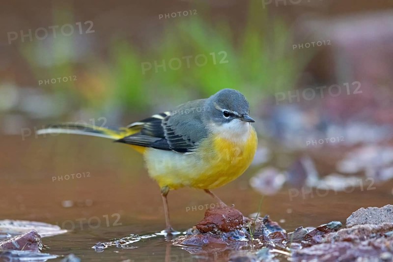 Grey wagtail (Motacilla cinerea), Bergeronnette des ruisseaux, Lavandera Cascadeña, mountain wagtail, songbird species, waters, water, river, Slovenska Bistrica area, Slovenska Bistrica, Podravska, Slovenia