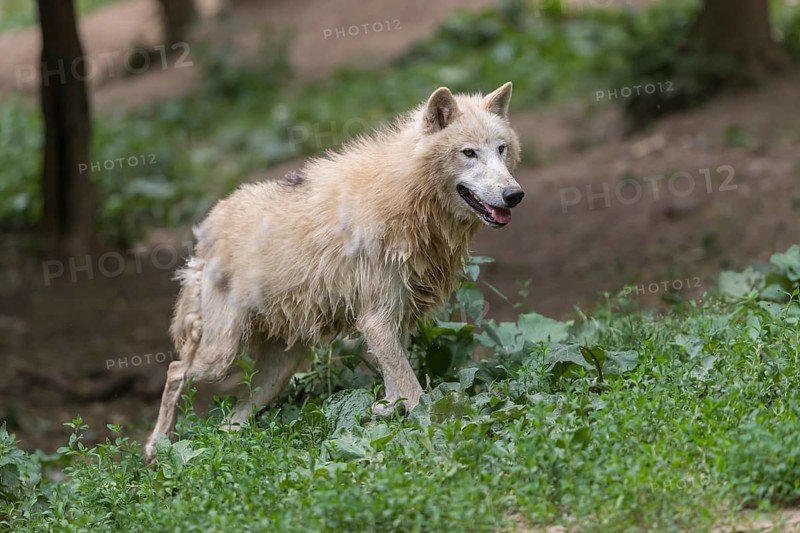 One Arctic wolf (Canis lupus arctos) walking thru green vegetation on hilly ground in a forest
