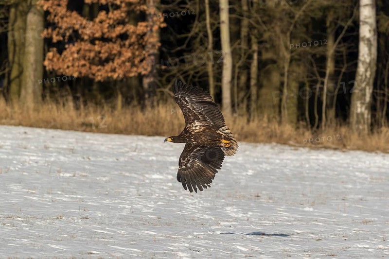 One white-tailed eagle (Haliaeetus albicilla) flying over a snow covered field in bright sunlight with a forest in the background