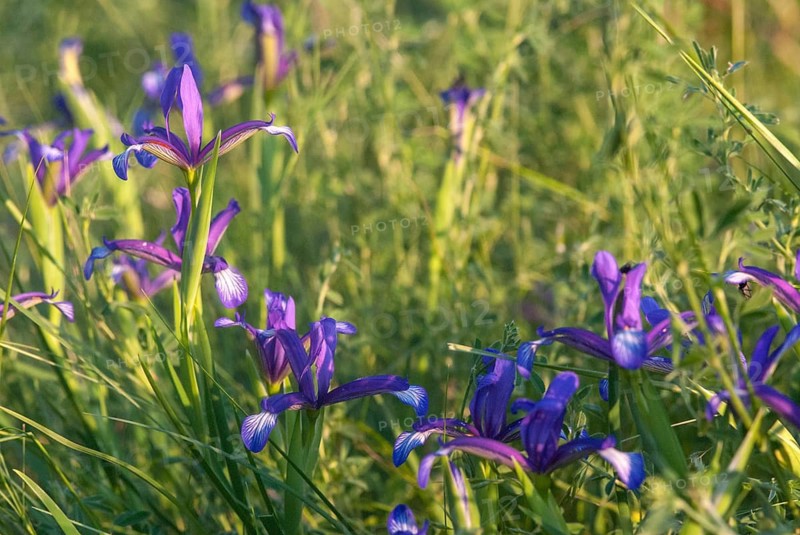 Grass iris, grass-leafed iris, iridaceae, iris graminea, plum iris, plum scented iris, iris family, Bulgaria, flora, grass leaved iris, grass leaved flag, high size, portrait format, plants, plum iris, plum iris, plum tart iris