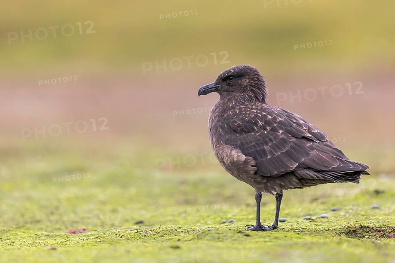 Brown Skua (Stercorarius antarcticus) perched on the ground, Falkland Islands