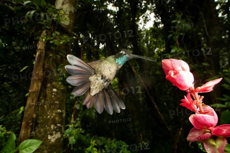 A captivating purple throated hummingbird is gracefully hovering near a vibrant flower in the lush cloud forest of Cerro Punta, Panama. The scene showcases the rich biodiversity and natural beauty of this unique ecosystem