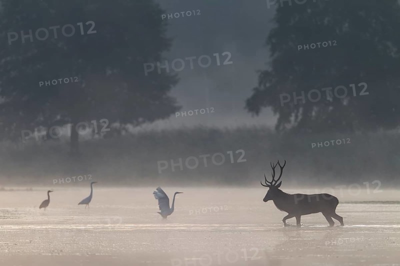 On its way through the water, the red deer (Cervus elaphus) encounters a group of hunting great egrets (Ardea alba), encounter, morning mist, mystical, rutting season, rutting stags, September, Germany