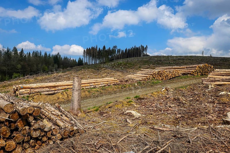 27.04.2022, Hilchenbach, North Rhine-Westphalia, Germany, Forest dieback in the Siegen-Wittgenstein district in the Sauerland, drought and bark beetles damage the spruce trees in the coniferous forest. Dead spruce trees were felled