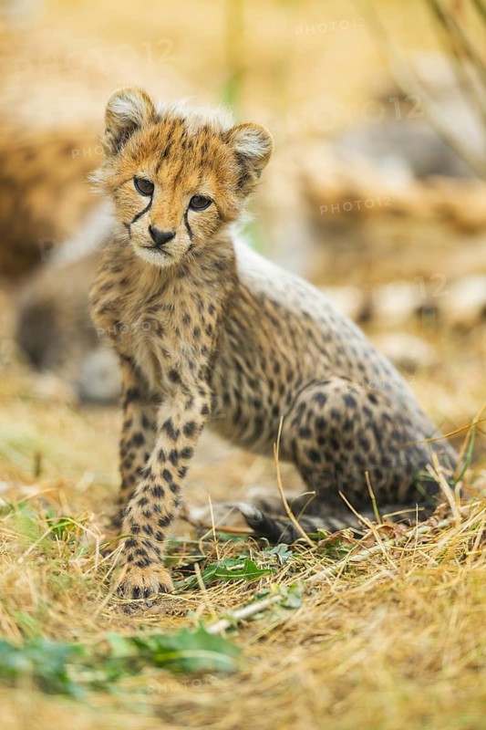 Cheetah (Acinonyx jubatus) youngster sitting on the ground, captive, occurrence Africa