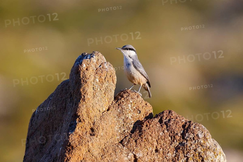 Western Rock Nuthatch (Sitta neumayer) juvenile, Lesvos, Greece